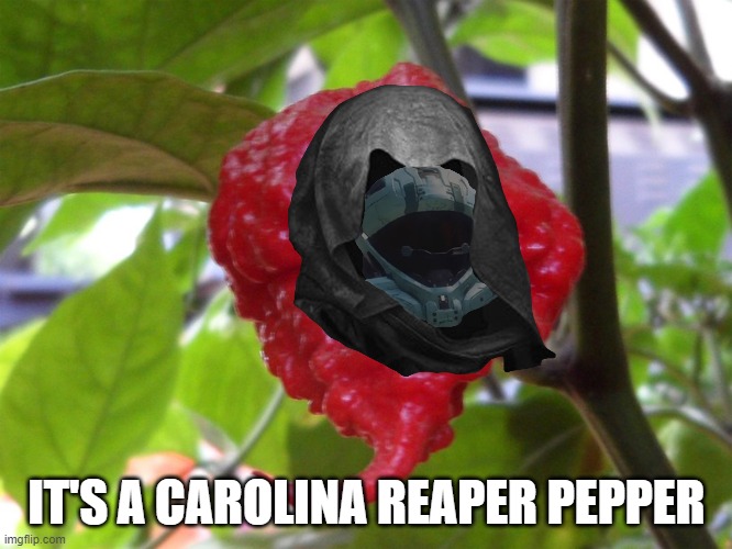 It's not my best though | IT'S A CAROLINA REAPER PEPPER | image tagged in rvb,carolina reaper pepper,photoshop | made w/ Imgflip meme maker