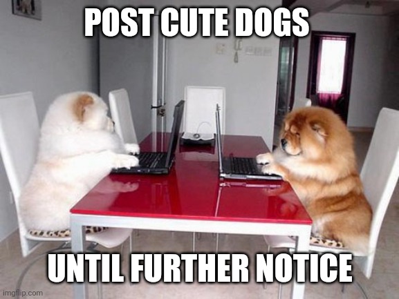 Internet dogs | POST CUTE DOGS UNTIL FURTHER NOTICE | image tagged in internet dogs | made w/ Imgflip meme maker