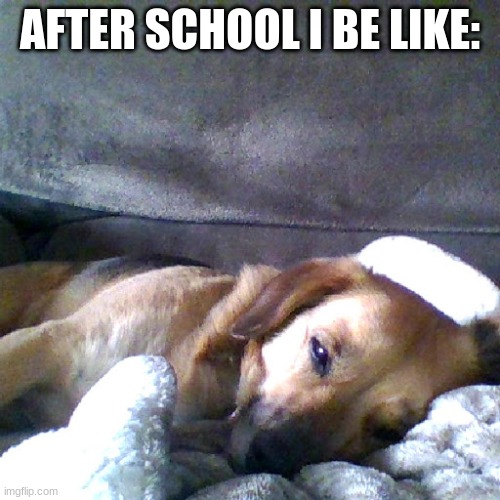 AFTER SCHOOL I BE LIKE: | image tagged in meh,my friends dog be like | made w/ Imgflip meme maker