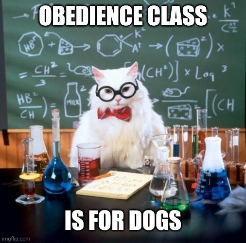 Chemistry Cat Meme | OBEDIENCE CLASS; IS FOR DOGS | image tagged in memes,chemistry cat | made w/ Imgflip meme maker