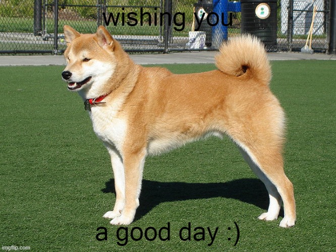 Shibe wish u | wishing you; a good day :) | image tagged in dog,doggo | made w/ Imgflip meme maker