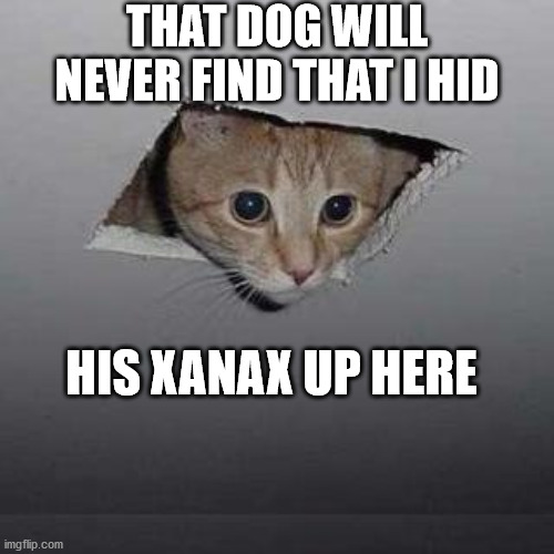 Ceiling Cat | THAT DOG WILL NEVER FIND THAT I HID; HIS XANAX UP HERE | image tagged in memes,ceiling cat | made w/ Imgflip meme maker