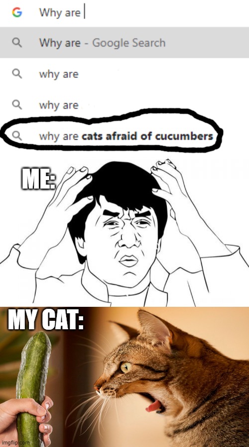 Bruh legit wtf? XD | ME:; MY CAT: | image tagged in memes,jackie chan wtf | made w/ Imgflip meme maker
