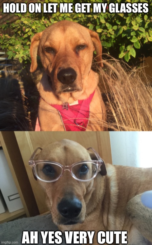 Near Sighted Doggo | HOLD ON LET ME GET MY GLASSES; AH YES VERY CUTE | image tagged in smarty dog,dog,memes,glasses,doggo | made w/ Imgflip meme maker