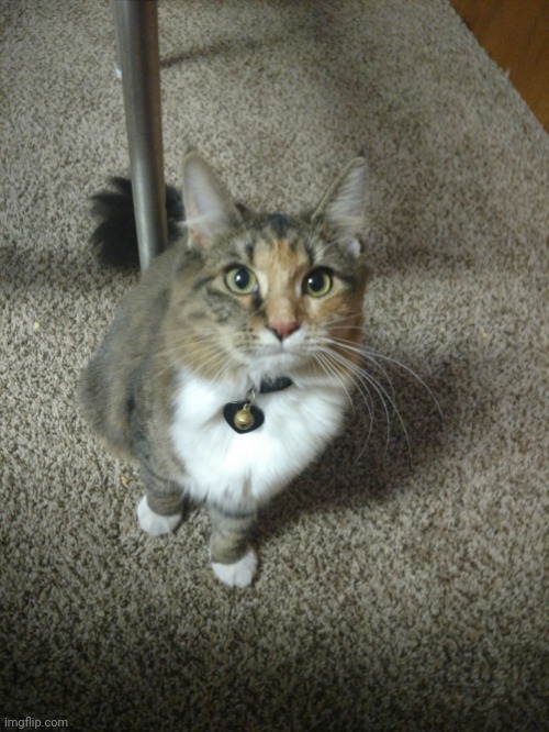 S w e e t i e | made w/ Imgflip meme maker