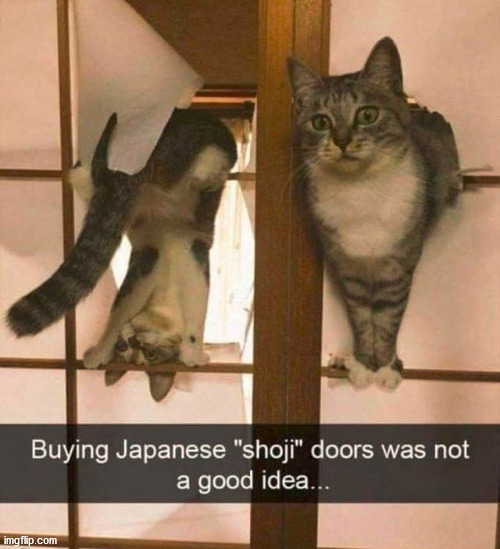 image tagged in cats | made w/ Imgflip meme maker