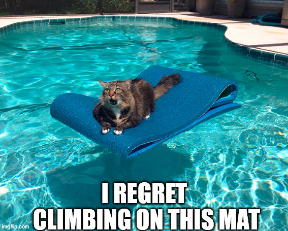 image tagged in cats | made w/ Imgflip meme maker