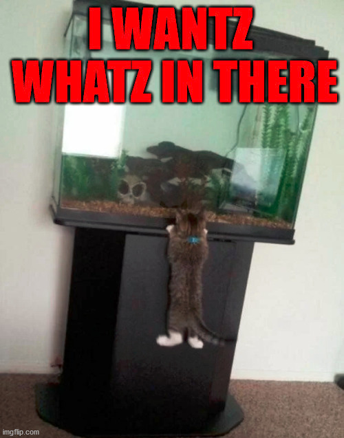 image tagged in cats | made w/ Imgflip meme maker