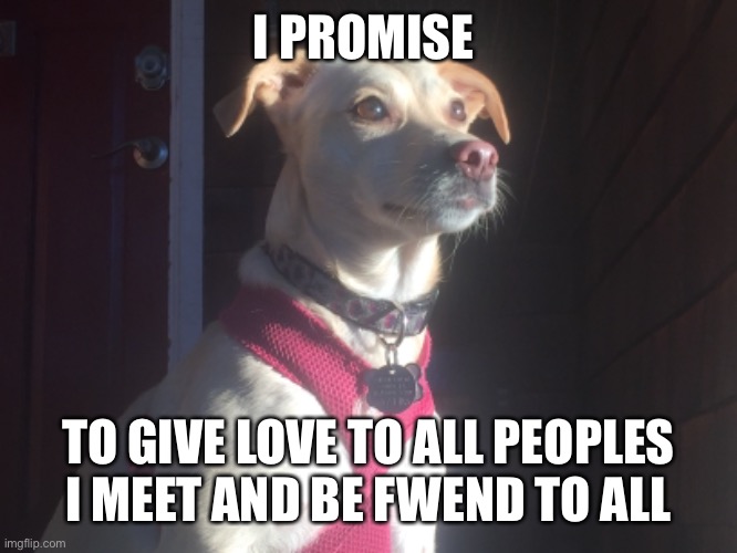 Vote Angel for President 2024 | I PROMISE; TO GIVE LOVE TO ALL PEOPLES I MEET AND BE FWEND TO ALL | image tagged in angel,dog,memes,cute,puppy,doggo | made w/ Imgflip meme maker