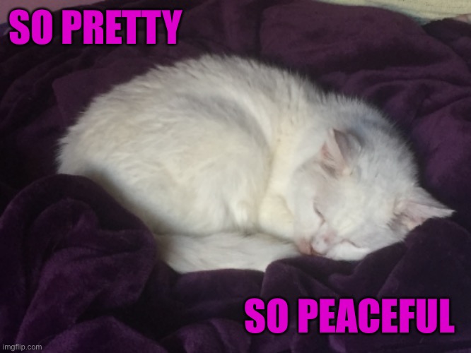 My Baby Kitty White As Snow I Love You | SO PRETTY; SO PEACEFUL | image tagged in cat,kitty,memes,sleeping,pretty,peaceful | made w/ Imgflip meme maker