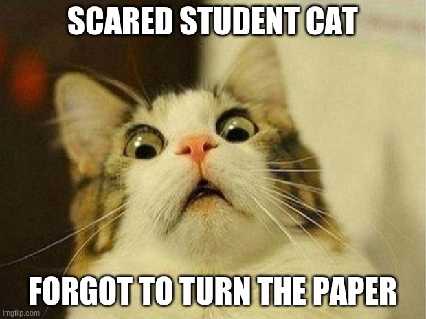 Scared Cat | SCARED STUDENT CAT; FORGOT TO TURN THE PAPER | image tagged in memes,scared cat | made w/ Imgflip meme maker