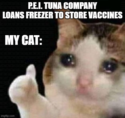 sad thumbs up cat | P.E.I. TUNA COMPANY LOANS FREEZER TO STORE VACCINES; MY CAT: | image tagged in sad thumbs up cat | made w/ Imgflip meme maker