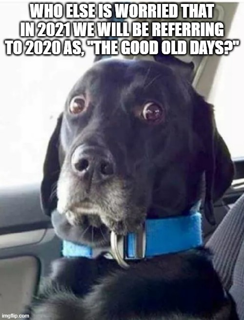 Worried Woofer | WHO ELSE IS WORRIED THAT IN 2021 WE WILL BE REFERRING TO 2020 AS, "THE GOOD OLD DAYS?" | image tagged in worried woofer,2020 sucks,2020 | made w/ Imgflip meme maker