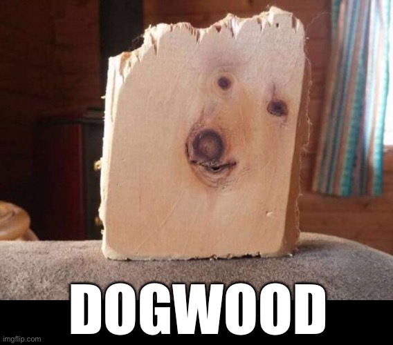 DOGWOOD | image tagged in funny memes,dogs | made w/ Imgflip meme maker