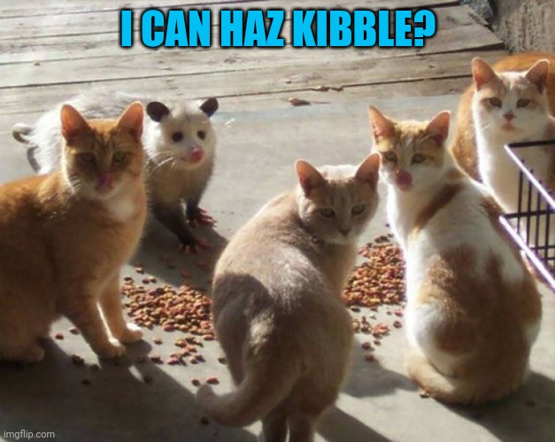 Photobomb | I CAN HAZ KIBBLE? | image tagged in possum | made w/ Imgflip meme maker