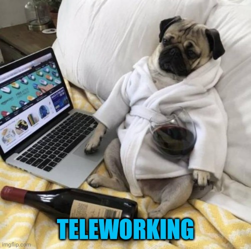 COVID sucks | TELEWORKING | image tagged in dogs,teleworking | made w/ Imgflip meme maker