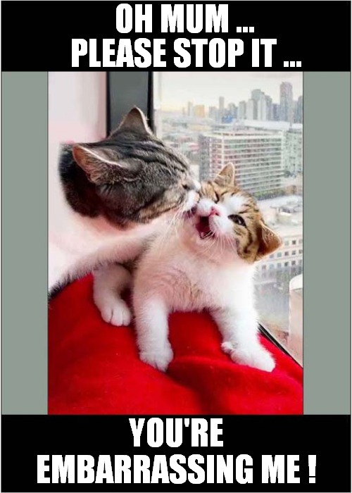 Kittens Embarrassment | OH MUM ... PLEASE STOP IT ... YOU'RE EMBARRASSING ME ! | image tagged in cats,kittens,embarrassing | made w/ Imgflip meme maker