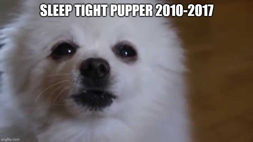 Gabe the dog | SLEEP TIGHT PUPPER 2010-2017 | image tagged in gabe the dog | made w/ Imgflip meme maker