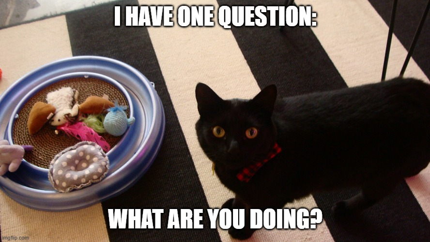 "I have one question..." | I HAVE ONE QUESTION:; WHAT ARE YOU DOING? | image tagged in cats | made w/ Imgflip meme maker