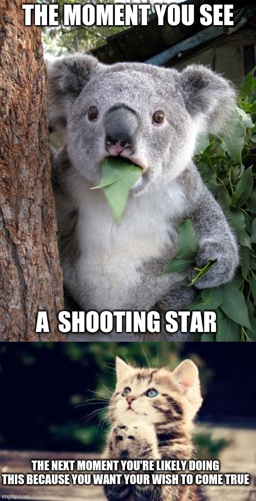 THE MOMENT YOU SEE; A  SHOOTING STAR; THE NEXT MOMENT YOU'RE LIKELY DOING THIS BECAUSE YOU WANT YOUR WISH TO COME TRUE | image tagged in memes,surprised koala,prayer | made w/ Imgflip meme maker