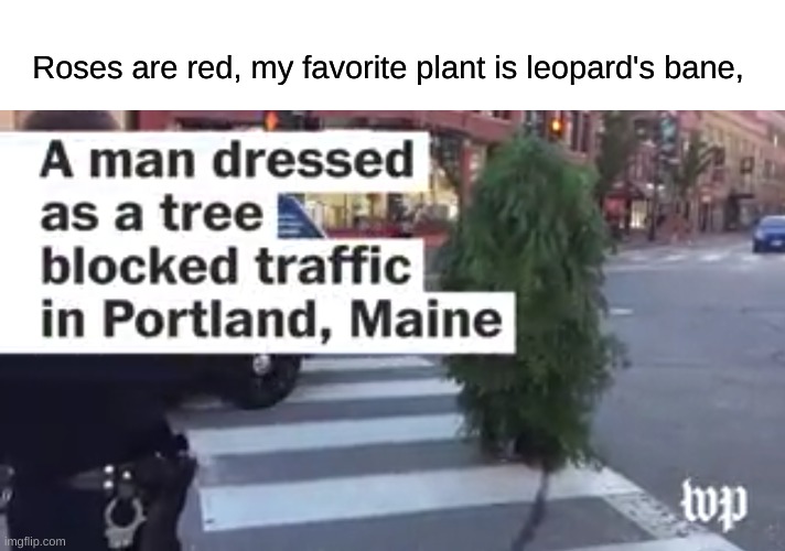 Tree Man | Roses are red, my favorite plant is leopard's bane, | image tagged in tree,plants,funny memes,what in tarnation,he's too dangerous to be left alive,alien meeting suggestion,dankmemes | made w/ Imgflip meme maker