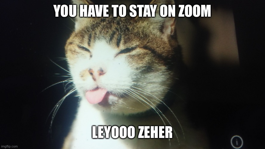 Every kid texting there friend | YOU HAVE TO STAY ON ZOOM; LEYOOO ZEHER | image tagged in im a catttttttt | made w/ Imgflip meme maker