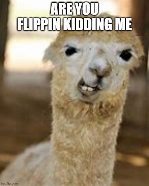 Disgusted llama | ARE YOU FLIPPIN KIDDING ME | image tagged in disgusted llama | made w/ Imgflip meme maker