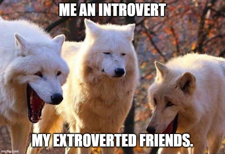 Laughing wolf | ME AN INTROVERT; MY EXTROVERTED FRIENDS. | image tagged in laughing wolf | made w/ Imgflip meme maker