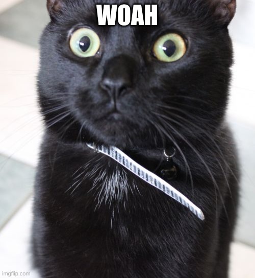 Woah Kitty Meme | WOAH | image tagged in memes,woah kitty | made w/ Imgflip meme maker