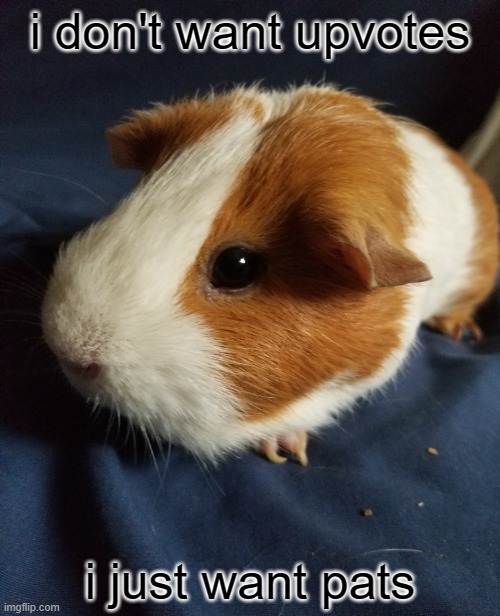 free epic oranges | i don't want upvotes; i just want pats | image tagged in cute | made w/ Imgflip meme maker