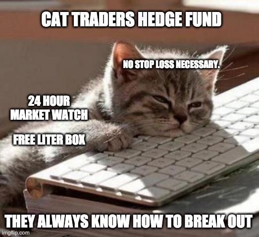 tired cat | CAT TRADERS HEDGE FUND; NO STOP LOSS NECESSARY. 24 HOUR MARKET WATCH; FREE LITER BOX; THEY ALWAYS KNOW HOW TO BREAK OUT | image tagged in tired cat | made w/ Imgflip meme maker