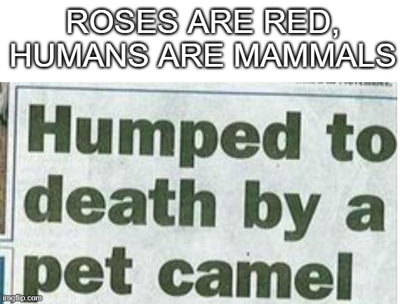 but why, why did someone let this happen? | ROSES ARE RED,
HUMANS ARE MAMMALS | image tagged in roses are red,memes,camel,news,humans | made w/ Imgflip meme maker