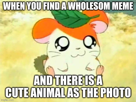 So kawaii | WHEN YOU FIND A WHOLESOM MEME; AND THERE IS A CUTE ANIMAL AS THE PHOTO | image tagged in memes,hamtaro | made w/ Imgflip meme maker
