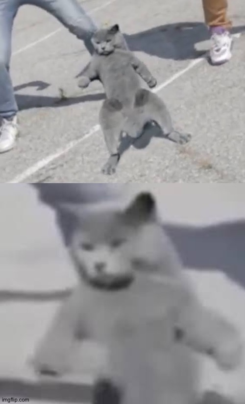 image tagged in cat nae nae | made w/ Imgflip meme maker