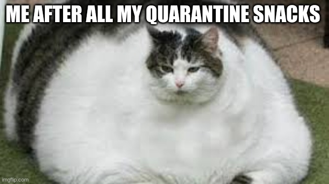 me after eating... | ME AFTER ALL MY QUARANTINE SNACKS | image tagged in fat cat 0002 | made w/ Imgflip meme maker