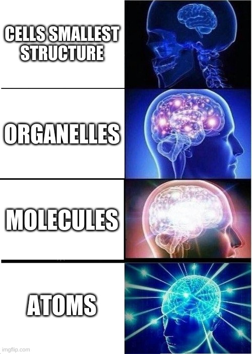 Expanding Brain Meme | CELLS SMALLEST STRUCTURE; ORGANELLES; MOLECULES; ATOMS | image tagged in memes,expanding brain | made w/ Imgflip meme maker