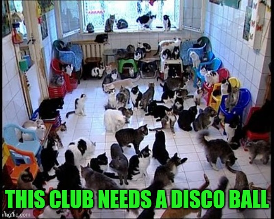 Crazy cat Lady | THIS CLUB NEEDS A DISCO BALL | image tagged in crazy cat lady | made w/ Imgflip meme maker