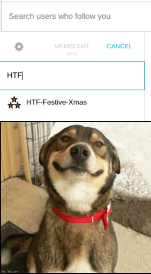 Huh. I got HTF_Festive_Xmas to follow me. | image tagged in happy,memes,dog,wholesome | made w/ Imgflip meme maker