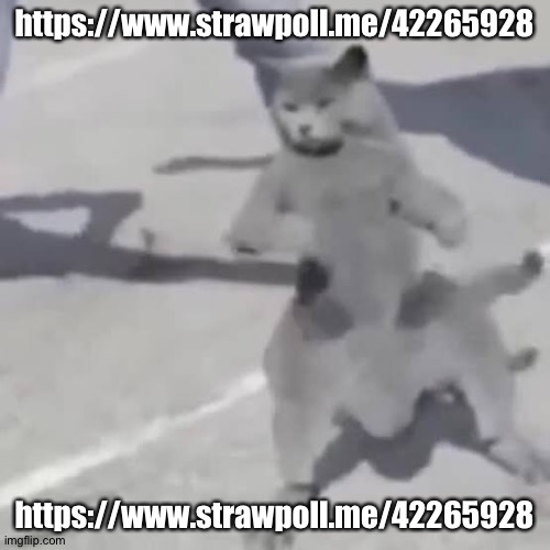 https://www.strawpoll.me/42265928 | https://www.strawpoll.me/42265928; https://www.strawpoll.me/42265928 | image tagged in cat nae nae | made w/ Imgflip meme maker