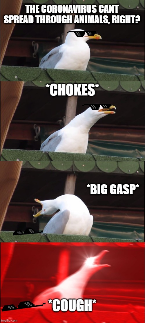 Inhaling Seagull Meme | THE CORONAVIRUS CANT SPREAD THROUGH ANIMALS, RIGHT? *CHOKES*; *BIG GASP*; *COUGH* | image tagged in memes,inhaling seagull | made w/ Imgflip meme maker