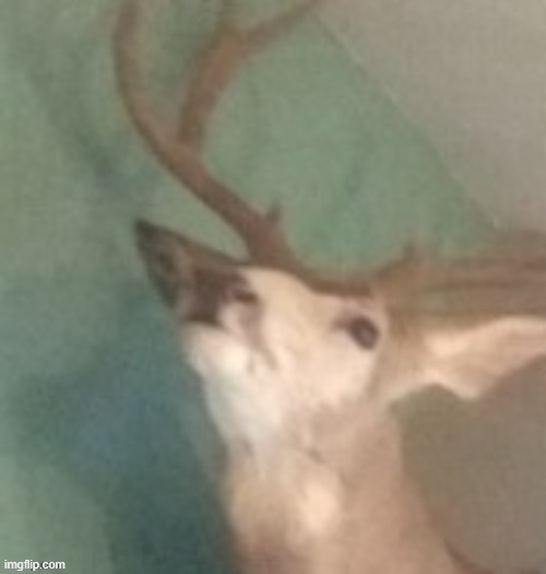 mookies deer | image tagged in mookies deer | made w/ Imgflip meme maker