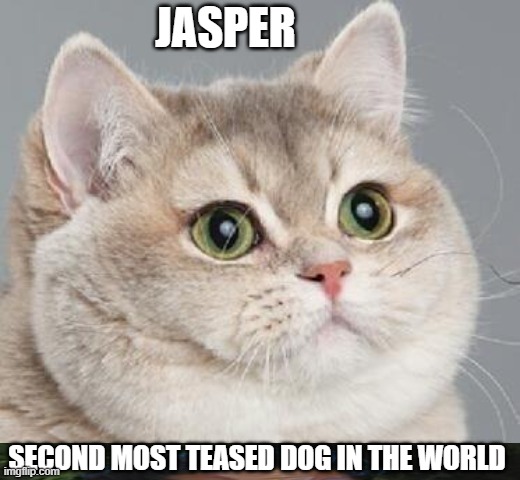 Heavy Breathing Cat | JASPER; SECOND MOST TEASED DOG IN THE WORLD | image tagged in memes,heavy breathing cat | made w/ Imgflip meme maker