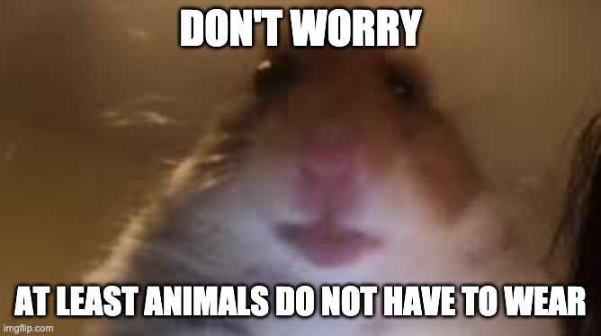 facetime hamster | DON'T WORRY AT LEAST ANIMALS DO NOT HAVE TO WEAR | image tagged in facetime hamster | made w/ Imgflip meme maker