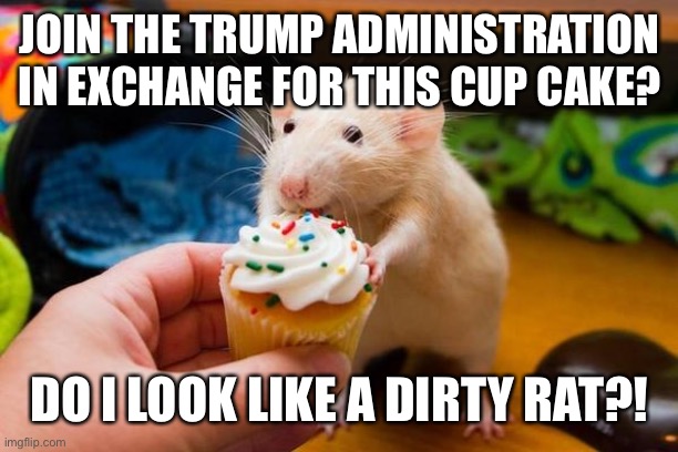 rats | JOIN THE TRUMP ADMINISTRATION IN EXCHANGE FOR THIS CUP CAKE? DO I LOOK LIKE A DIRTY RAT?! | image tagged in rats | made w/ Imgflip meme maker