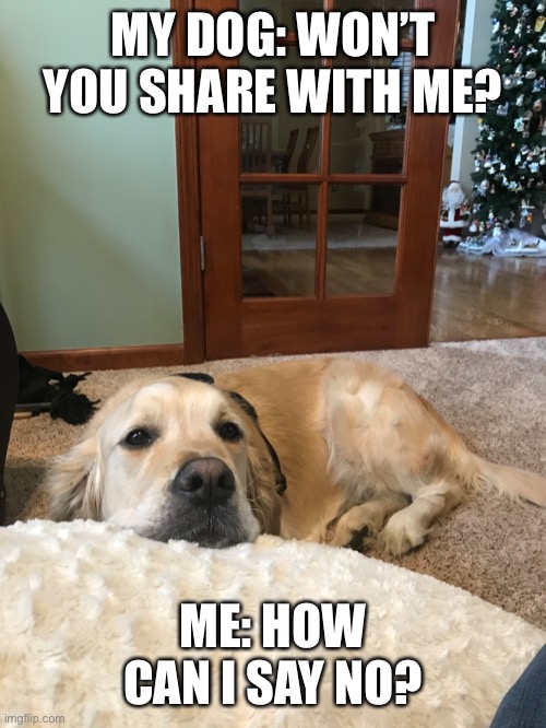 MY DOG: WON’T YOU SHARE WITH ME? ME: HOW CAN I SAY NO? | image tagged in cute | made w/ Imgflip meme maker