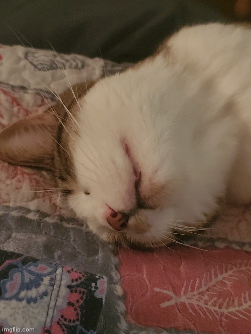 No (ally: yes) | made w/ Imgflip meme maker