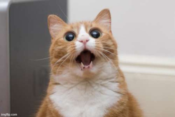 Cat surprize | image tagged in cat surprize | made w/ Imgflip meme maker