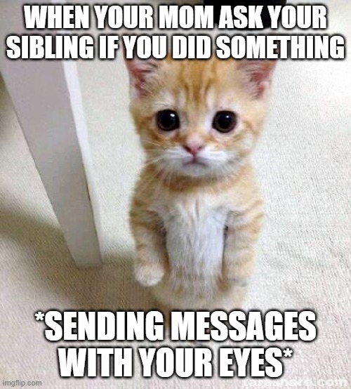 Cute Cat Meme | WHEN YOUR MOM ASK YOUR SIBLING IF YOU DID SOMETHING; *SENDING MESSAGES WITH YOUR EYES* | image tagged in memes,cute cat | made w/ Imgflip meme maker