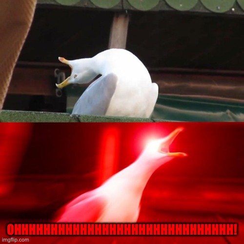 BOY seagull | OHHHHHHHHHHHHHHHHHHHHHHHHHHHHHH! | image tagged in boy seagull | made w/ Imgflip meme maker