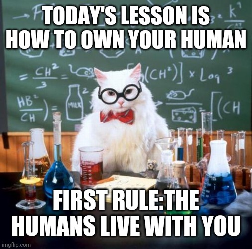 Chemistry Cat | TODAY'S LESSON IS HOW TO OWN YOUR HUMAN; FIRST RULE:THE HUMANS LIVE WITH YOU | image tagged in memes,chemistry cat | made w/ Imgflip meme maker